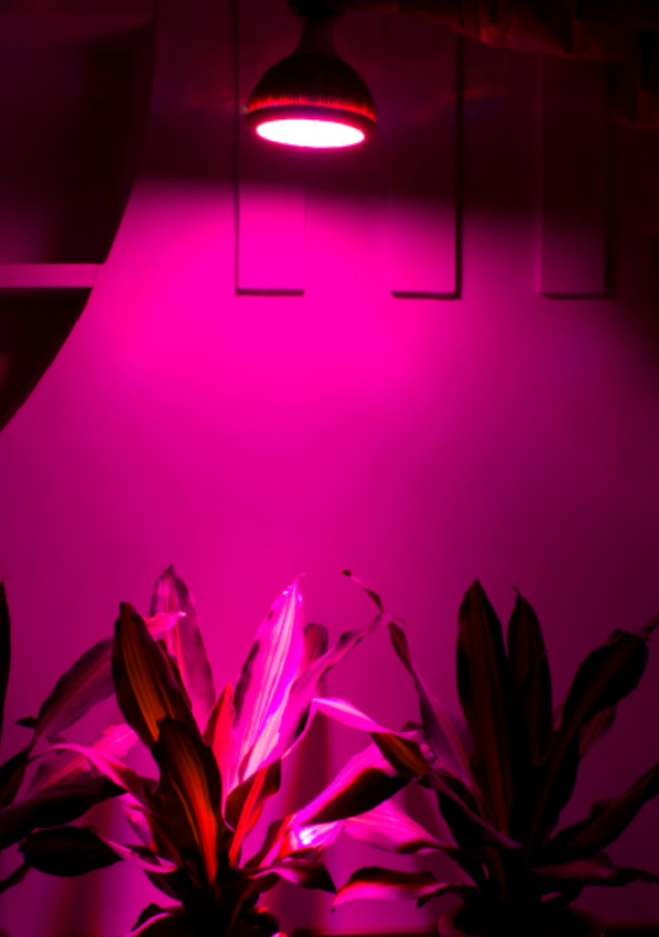 LED светло за растење