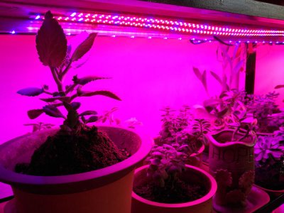 LED светлосна лента за растенија